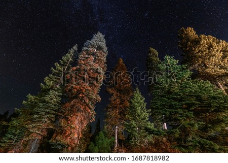 A view of the stars with pine trees forest in the foreground. Night shooting in the forest.
