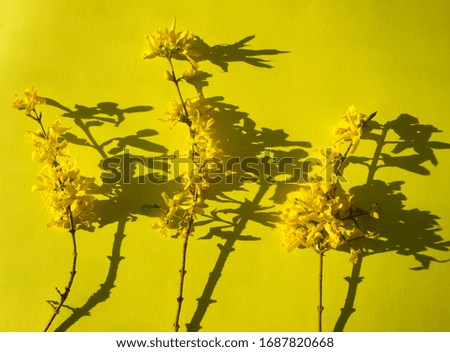 Forsythia yellow flowers on illuminating yellow background in hard light with ultimate gray shadows. Minimal floral pattern, monochrome yellow. Branches of yellow small flowers. Trendy color 2021