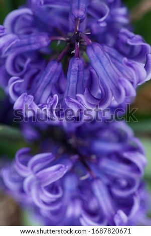 Hyacinth Bloom in Spring Close Up Macro Shot of Deep Blue Purple Petals