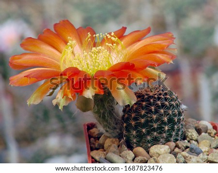 Cactus with a huge orange flower Lobivia amblayensis 