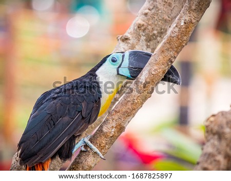 A yellow, white, black and blue toucan with a long beak on the tree branch