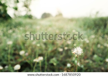 Cool tone grass background. Grass flower background.Small white flowers In cool tones on soft Natural green background. close-up macro little Flower Grass image, Free space for text input.