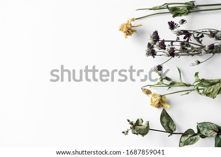 Bouquet of wilted flowers on a white background.