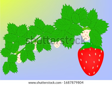 illustration of a branch with green leaves, fruits of unripe strawberries, one big ripe strawberry, on a yellow-blue background