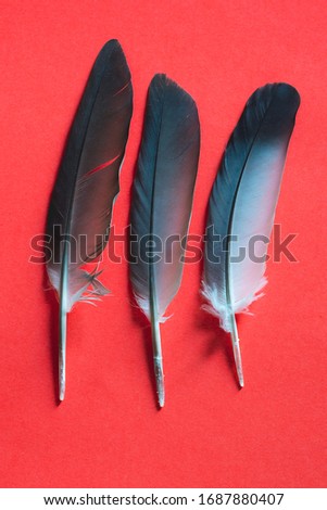 Black feathers on a red background,Feather, Red, Black Background, Cut Out, Black Color