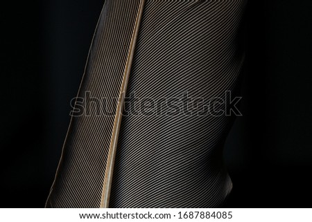 Fragment of bird's feather, close-up. Black and white,Feather, Animal, Bird, Bristle - Animal Part, Flying