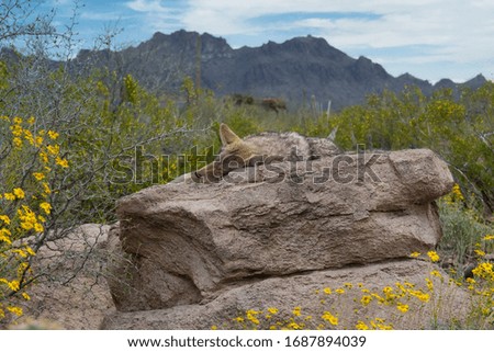A fox sleeping on  rock formation surrounded by bushes and high rocky mountains