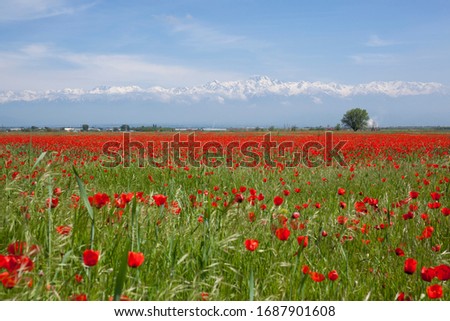 spring green field of poppy flowers with red flowers close-up