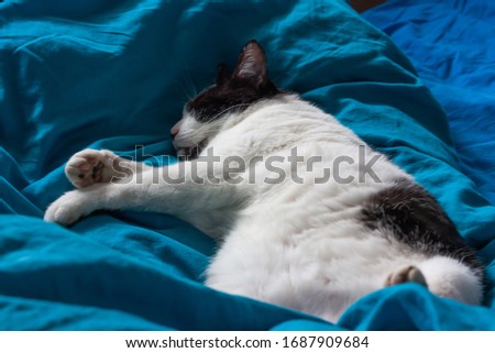 Brazen cat sleeps on bed in turquoise sheets. Black and white cat. Cat's life. Cat lives in the house.