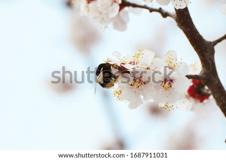 Spring white blossom of tree , park ,nature photo 