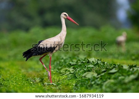 White stork stands in green field. Ciconia ciconia from Kerkini lake in Greece.