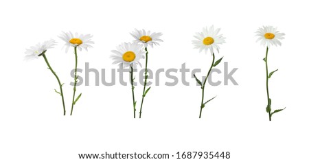 Set of beautiful chamomile flowers on white background