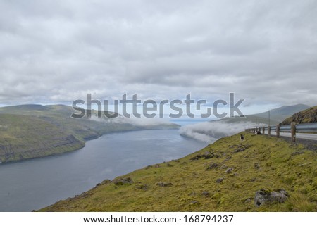 Sheep ram on the blue sea and grass background in a fjord