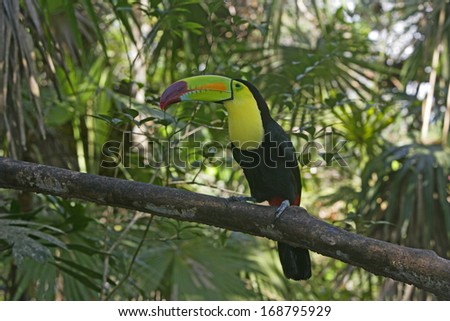 Keel-billed toucan, Ramphastos sulfuratus, single bird on branch, Belize         