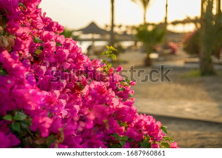 Close-up flowers during sunset on a background of palm trees, a beach and gazebos