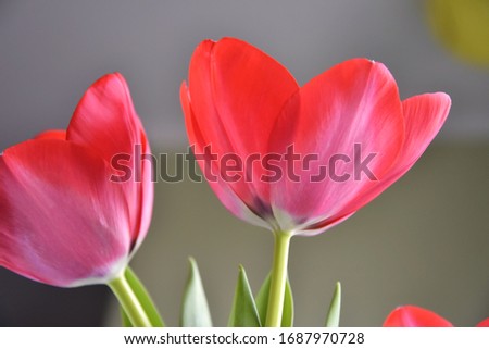 Bunch of red tulips flowers with selective focus on green blurred background. Beautiful spring flowers. Bouquet of red flowers for Mother’s Day. Gift for international woman day. 