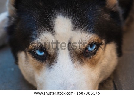 piercing blue eyes of a seriously looking Siberian husky dog with, focus on the eyes