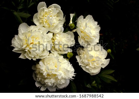 A bouquet of light yellow peonies on a dark background.Flower background.