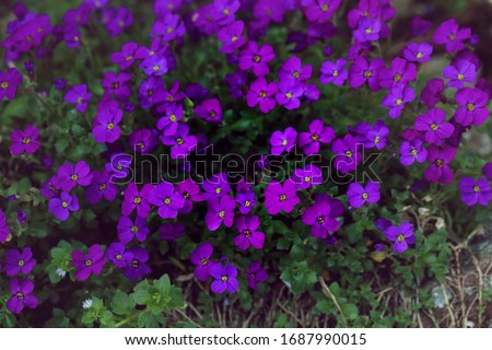 Blooming blue pillow Aubrieta in spring