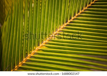 Texture of a tropical green palm leaf. Palm leaf close up
