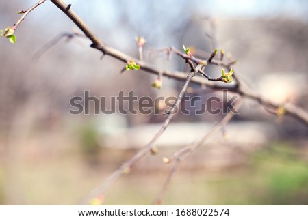 Early spring. Beautiful spring background. Tree branches with young leaves. Buds on the branches. The feeling of spring. Walk in the spring forest, garden. Awakening of the earth.
