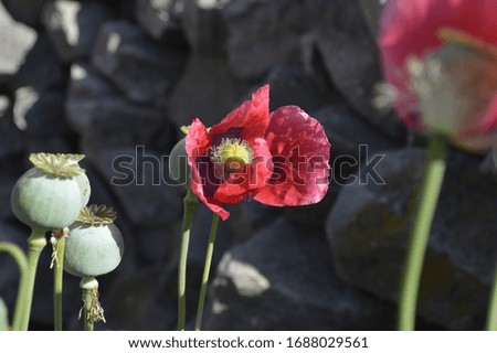 
poppy plant picture black background