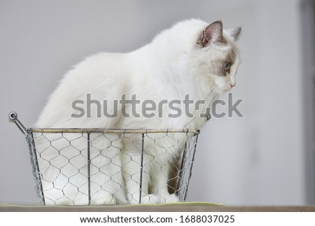 Funny white cat sitting in a basket and deeply thinking. Ragdoll blue bicolor female. 