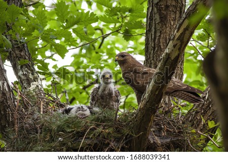 Family of common buzzard, buteo buteo, with adult and little chicks sitting on nest in treetop. Bird of prey together in spring forest. Wild animal baby with mother in nature. Royalty-Free Stock Photo #1688039341