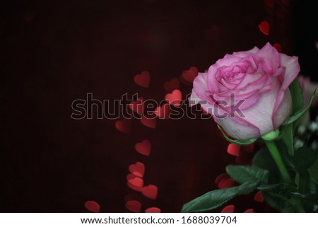 Soft Pink Rose on Bokeh Background