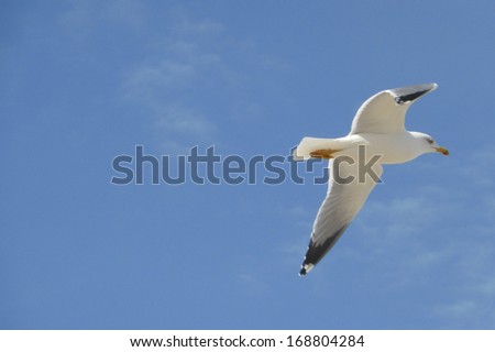 sailing seagull