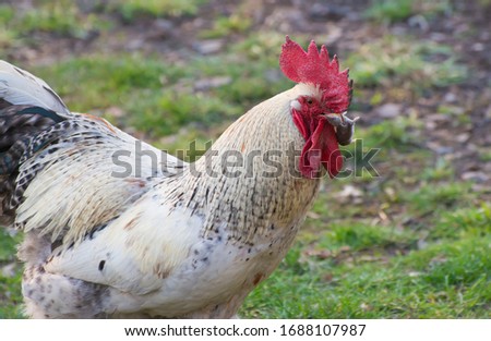 Rural homemade cock with a mouse in its beak