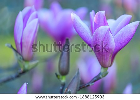 Magnolias in the park in springtime. Blooming flowers. Nature beautiful spring background in spring orchard. Shallow depth of field. Toned image. Copy space. Macro. Game of color.