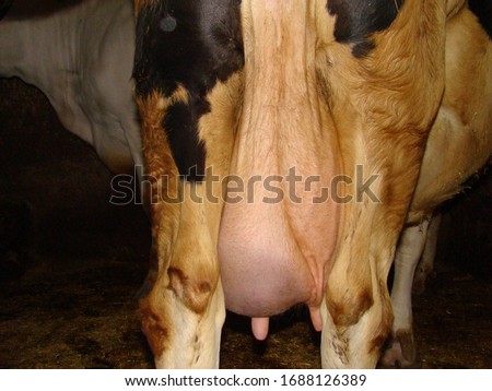 Mastitis, inflammation of the breast, abscess formation, infection.
Udder of the cow.
view from the back, animal diseases.
farm veterinarian.
surgery vet.
Veterinary medicine.
Pathology, farm animals Royalty-Free Stock Photo #1688126389
