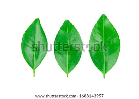 Limes leaves isolated on white background with clipping path