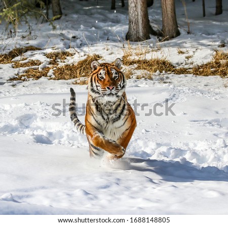 Siberian Tiger leaping towards camera in winter snow