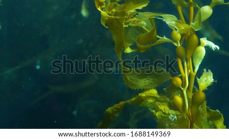 Light rays filter through a Giant Kelp forest. Macrocystis pyrifera. Diving, Aquarium and Marine concept. Underwater close up of swaying Seaweed leaves. Sunlight pierces vibrant exotic Ocean plants. Royalty-Free Stock Photo #1688149369