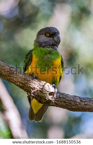 Senegal parrot photographed in South Africa. Picture made in 2019.