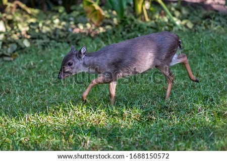 Blue duiker photographed in South Africa. Picture made in 2019.