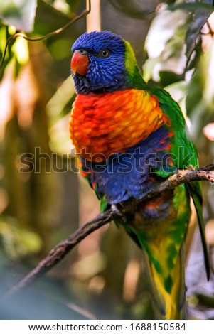 Coconut lorikeet photographed in South Africa. Picture made in 2019.