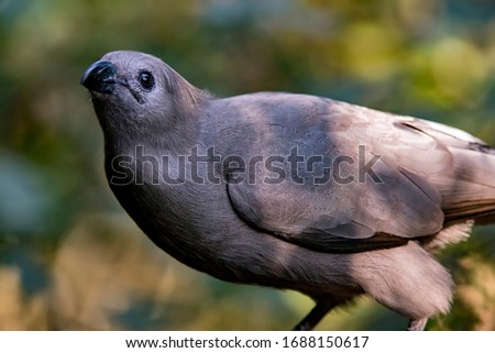 Grey go away bird photographed in South Africa. Picture made in 2019.