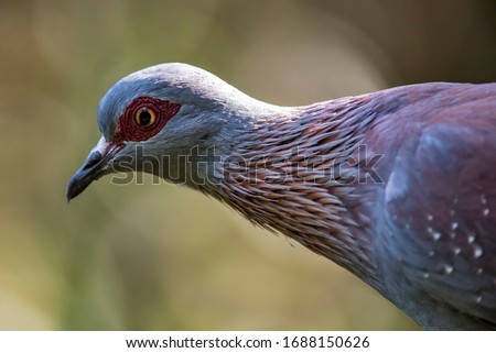 Speckled pigeon photographed in South Africa. Picture made in 2019.