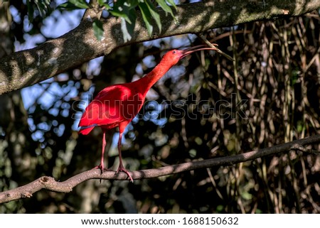 Scarlet ibis photographed in South Africa. Picture made in 2019.