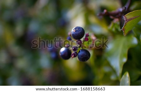 Black Huckleberry group, part of the  Ericaceae family. A type of berry originating in North America, but these ones are in South Wales, UK. A group of 3 is shown here, with more in the background. Royalty-Free Stock Photo #1688158663