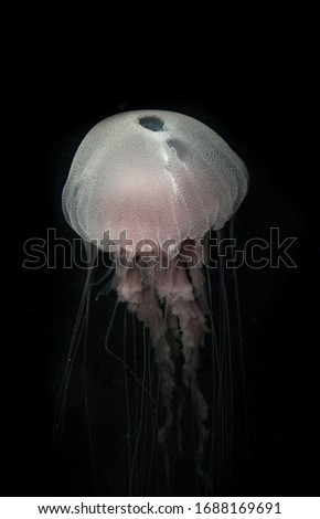 Arraial do Cabo, Brazil, 2017 - White jellyfish with black background 