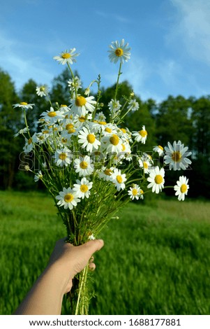 wildflowers a bouquet of daisies in hand