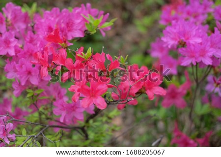 Photo of pink azalea flowers blooming in spring.