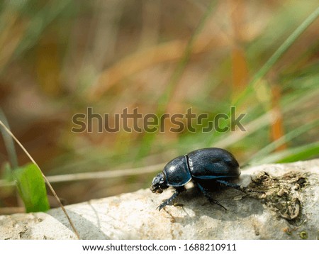 A black beetle crawls on a tree branch in forest