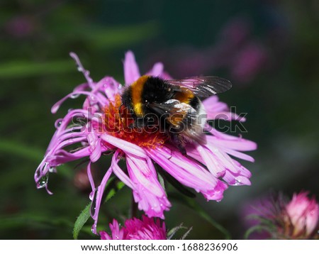 Bumblebee collects nectar on the pink flower Aster novae-angliae (Symphyotrichum novae-angliae). Autumn, dew after rain. Macro shot of a bumblebee, selective focus.