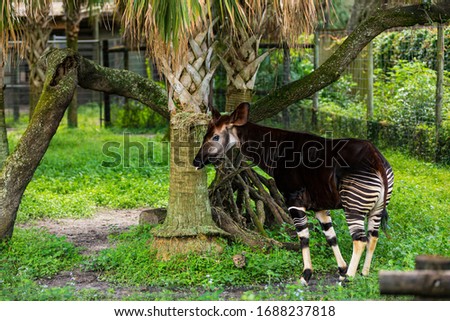 Okapi Animal also is known as the Forest Giraffe at the Florida, Zoo. Selective focus.
