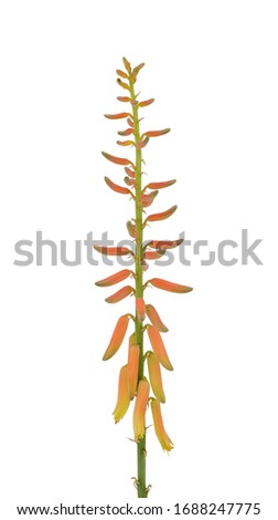 Aloe vera flower isolated on white background